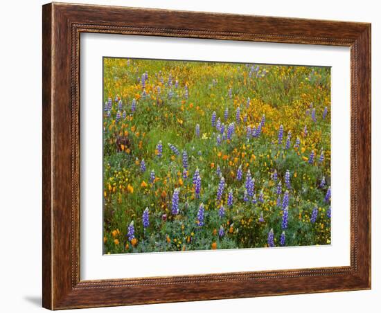 USA, California, Coast Range Mountains, Lush Spring Bloom of Douglas Lupine-John Barger-Framed Photographic Print