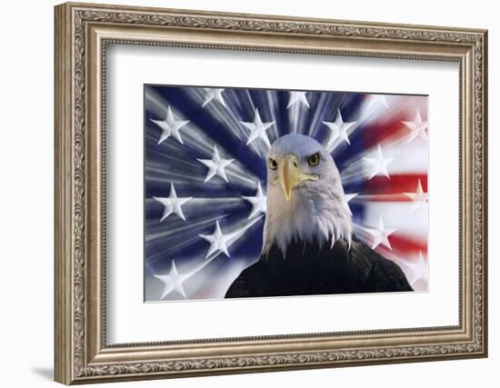 USA, California. Composite of bald eagle and American flag.-Jaynes Gallery-Framed Photographic Print