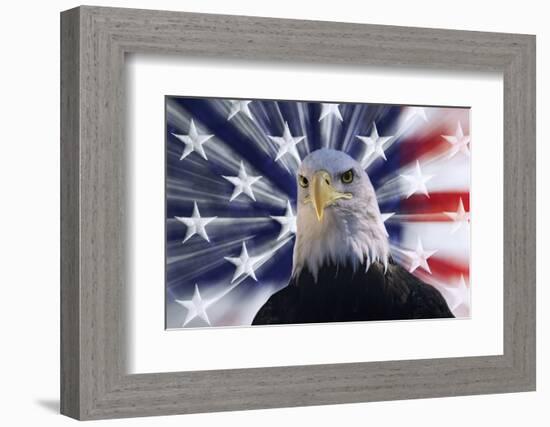 USA, California. Composite of bald eagle and American flag.-Jaynes Gallery-Framed Photographic Print