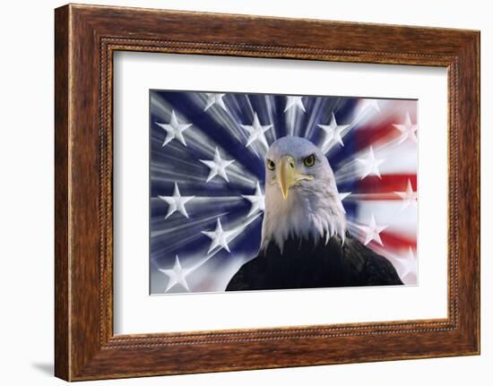 USA, California. Composite of bald eagle and American flag.-Jaynes Gallery-Framed Photographic Print