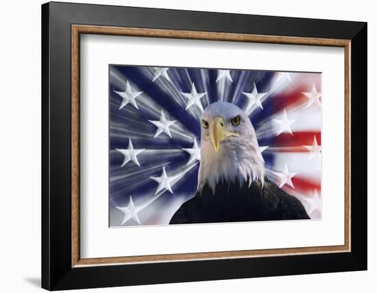 USA, California. Composite of bald eagle and American flag.-Jaynes Gallery-Framed Photographic Print