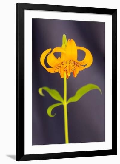 USA, California, Crescent City, Flower-Hollice Looney-Framed Premium Photographic Print