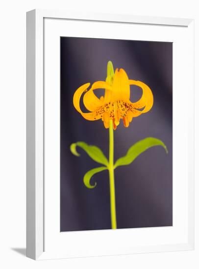 USA, California, Crescent City, Flower-Hollice Looney-Framed Premium Photographic Print