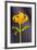 USA, California, Crescent City, Flower-Hollice Looney-Framed Premium Photographic Print