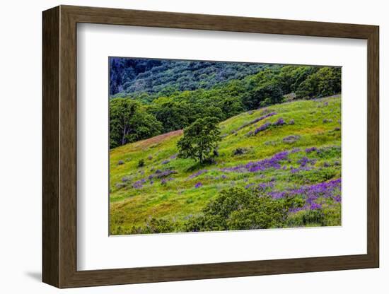 USA, California, Crescent City, Redwoods National Park, Bold Hills-Joe Restuccia III-Framed Photographic Print