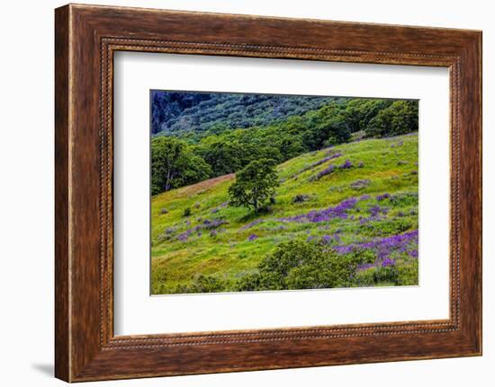 USA, California, Crescent City, Redwoods National Park, Bold Hills-Joe Restuccia III-Framed Photographic Print