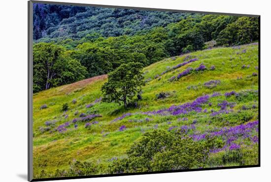 USA, California, Crescent City, Redwoods National Park, Bold Hills-Joe Restuccia III-Mounted Photographic Print