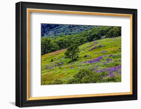 USA, California, Crescent City, Redwoods National Park, Bold Hills-Joe Restuccia III-Framed Photographic Print