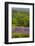 USA, California, Crescent City, Redwoods National Park, Silky Lupine-Joe Restuccia III-Framed Photographic Print