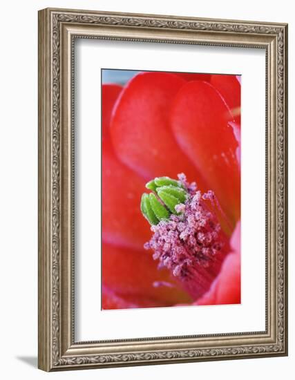 USA, California, Death Valley National Park. Detail of a Mojave mound cactus flower.-Jaynes Gallery-Framed Photographic Print