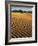 USA, California, Death Valley National Park, Early Morning Sun Hits Mesquite Flat Dunes-Ann Collins-Framed Photographic Print