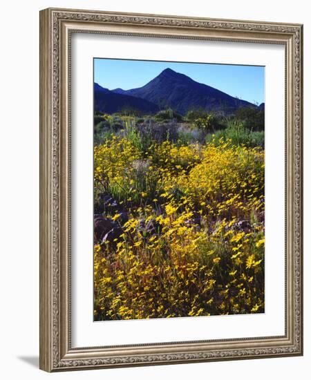 USA, California, Death Valley National Park. Wildflowers-Jaynes Gallery-Framed Photographic Print