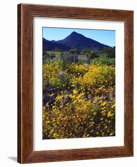 USA, California, Death Valley National Park. Wildflowers-Jaynes Gallery-Framed Photographic Print