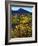 USA, California, Death Valley National Park. Wildflowers-Jaynes Gallery-Framed Photographic Print