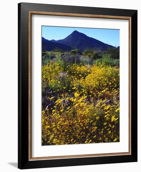 USA, California, Death Valley National Park. Wildflowers-Jaynes Gallery-Framed Photographic Print