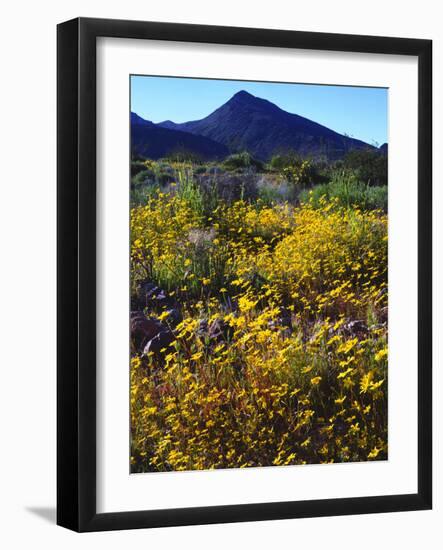 USA, California, Death Valley National Park. Wildflowers-Jaynes Gallery-Framed Photographic Print