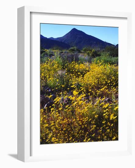 USA, California, Death Valley National Park. Wildflowers-Jaynes Gallery-Framed Photographic Print