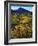 USA, California, Death Valley National Park. Wildflowers-Jaynes Gallery-Framed Photographic Print