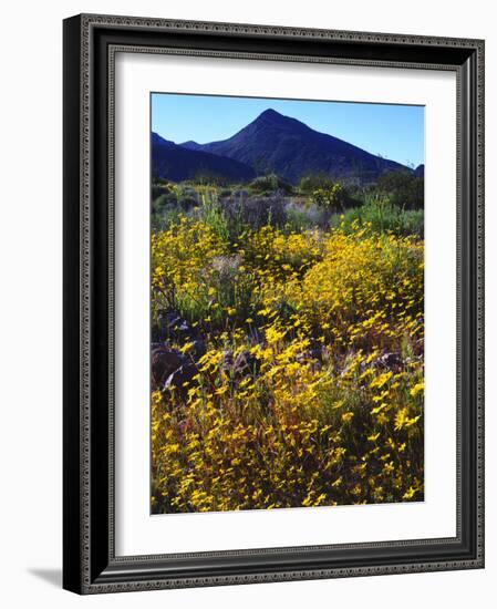 USA, California, Death Valley National Park. Wildflowers-Jaynes Gallery-Framed Photographic Print