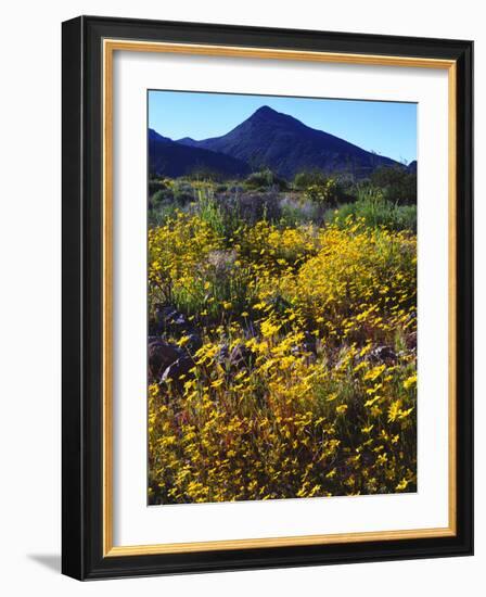 USA, California, Death Valley National Park. Wildflowers-Jaynes Gallery-Framed Photographic Print