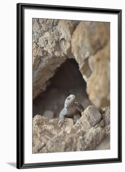 USA, California, Death Valley, Small lizard on the rock, Titus Canyon.-Kevin Oke-Framed Premium Photographic Print