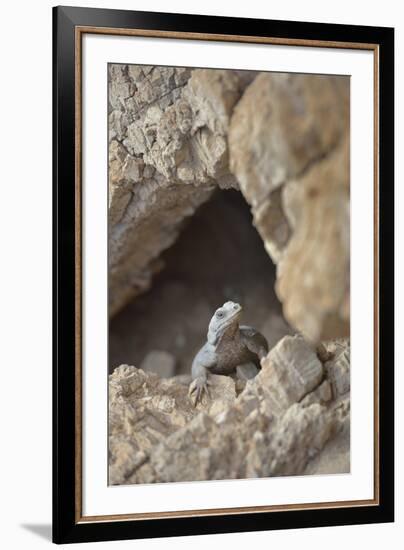 USA, California, Death Valley, Small lizard on the rock, Titus Canyon.-Kevin Oke-Framed Premium Photographic Print