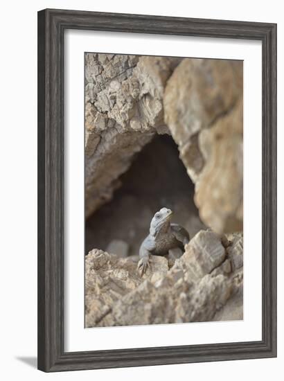 USA, California, Death Valley, Small lizard on the rock, Titus Canyon.-Kevin Oke-Framed Photographic Print