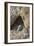 USA, California, Death Valley, Small lizard on the rock, Titus Canyon.-Kevin Oke-Framed Photographic Print