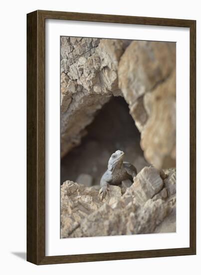 USA, California, Death Valley, Small lizard on the rock, Titus Canyon.-Kevin Oke-Framed Photographic Print