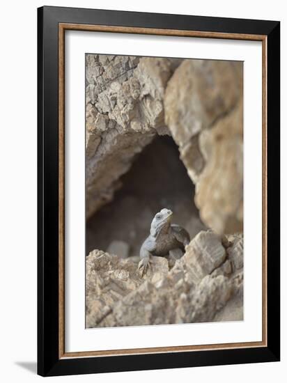 USA, California, Death Valley, Small lizard on the rock, Titus Canyon.-Kevin Oke-Framed Photographic Print