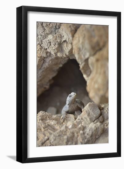 USA, California, Death Valley, Small lizard on the rock, Titus Canyon.-Kevin Oke-Framed Photographic Print