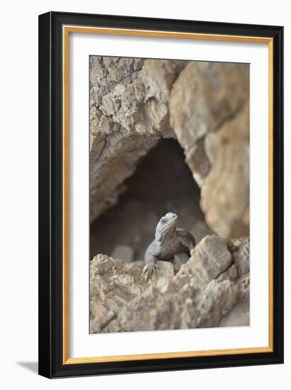 USA, California, Death Valley, Small lizard on the rock, Titus Canyon.-Kevin Oke-Framed Photographic Print