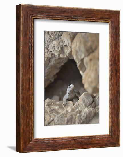 USA, California, Death Valley, Small lizard on the rock, Titus Canyon.-Kevin Oke-Framed Photographic Print