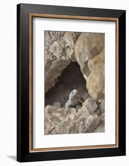 USA, California, Death Valley, Small lizard on the rock, Titus Canyon.-Kevin Oke-Framed Photographic Print