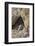 USA, California, Death Valley, Small lizard on the rock, Titus Canyon.-Kevin Oke-Framed Photographic Print