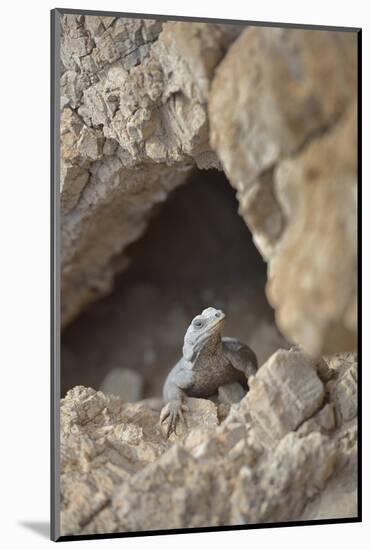 USA, California, Death Valley, Small lizard on the rock, Titus Canyon.-Kevin Oke-Mounted Photographic Print