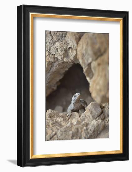 USA, California, Death Valley, Small lizard on the rock, Titus Canyon.-Kevin Oke-Framed Photographic Print