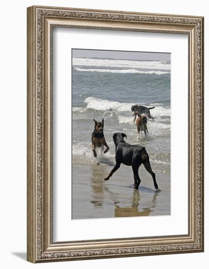 USA, California, Del Mar. Dogs Playing in Ocean at Dog Beach del Mar-Kymri Wilt-Framed Photographic Print