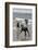 USA, California, Del Mar. Dogs Playing in Ocean at Dog Beach del Mar-Kymri Wilt-Framed Photographic Print