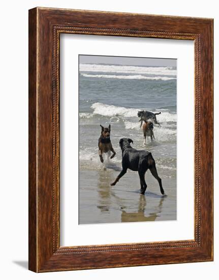 USA, California, Del Mar. Dogs Playing in Ocean at Dog Beach del Mar-Kymri Wilt-Framed Photographic Print