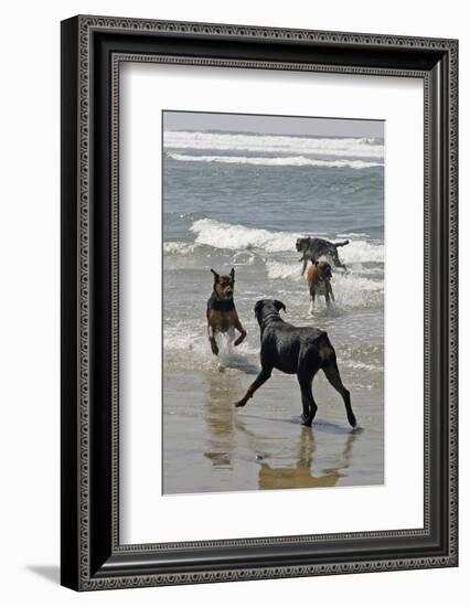 USA, California, Del Mar. Dogs Playing in Ocean at Dog Beach del Mar-Kymri Wilt-Framed Photographic Print