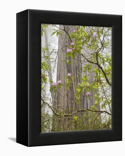 USA, California, Del Norte Coast Redwoods State Park, Blooming Rhododendrons in Fog with Redwoods-Ann Collins-Framed Premier Image Canvas