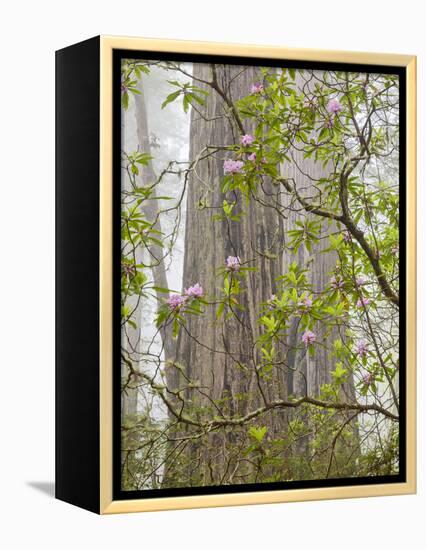 USA, California, Del Norte Coast Redwoods State Park, Blooming Rhododendrons in Fog with Redwoods-Ann Collins-Framed Premier Image Canvas