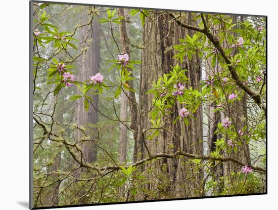 USA, California, Del Norte Coast Redwoods State Park, Blooming Rhododendrons in Fog with Redwoods-Ann Collins-Mounted Photographic Print