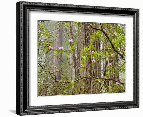 USA, California, Del Norte Coast Redwoods State Park, Blooming Rhododendrons in Fog with Redwoods-Ann Collins-Framed Photographic Print