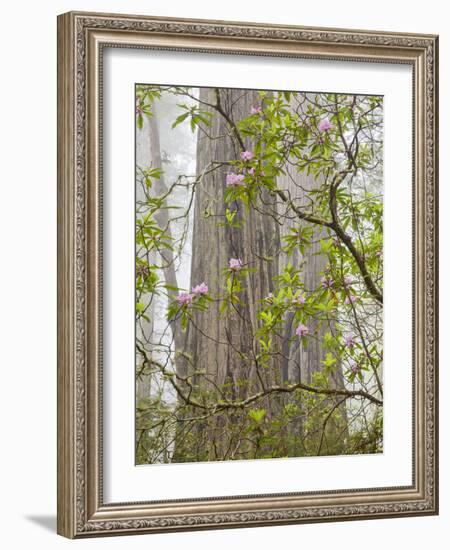 USA, California, Del Norte Coast Redwoods State Park, Blooming Rhododendrons in Fog with Redwoods-Ann Collins-Framed Photographic Print