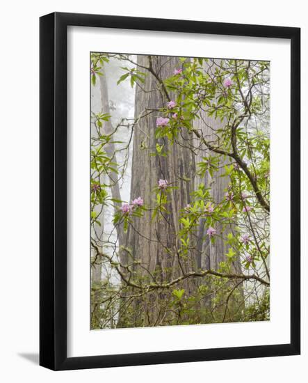 USA, California, Del Norte Coast Redwoods State Park, Blooming Rhododendrons in Fog with Redwoods-Ann Collins-Framed Photographic Print