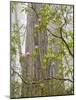 USA, California, Del Norte Coast Redwoods State Park, Blooming Rhododendrons in Fog with Redwoods-Ann Collins-Mounted Photographic Print