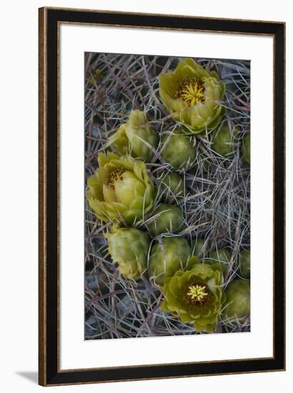 USA, California. Detail of California Barrel Cactus growing in Anza Borrego Desert State Park.-Judith Zimmerman-Framed Photographic Print