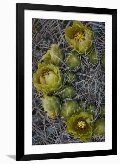 USA, California. Detail of California Barrel Cactus growing in Anza Borrego Desert State Park.-Judith Zimmerman-Framed Photographic Print